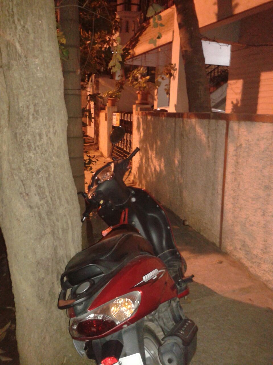 Vehicle Parked with Tree Support